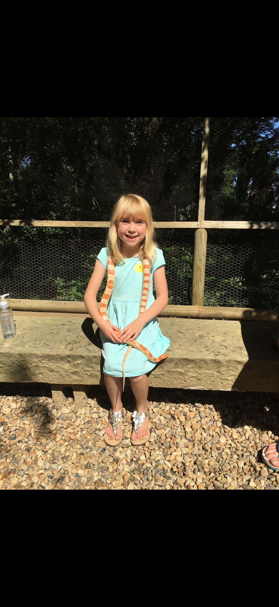 A sunny animal encounter with tortoises