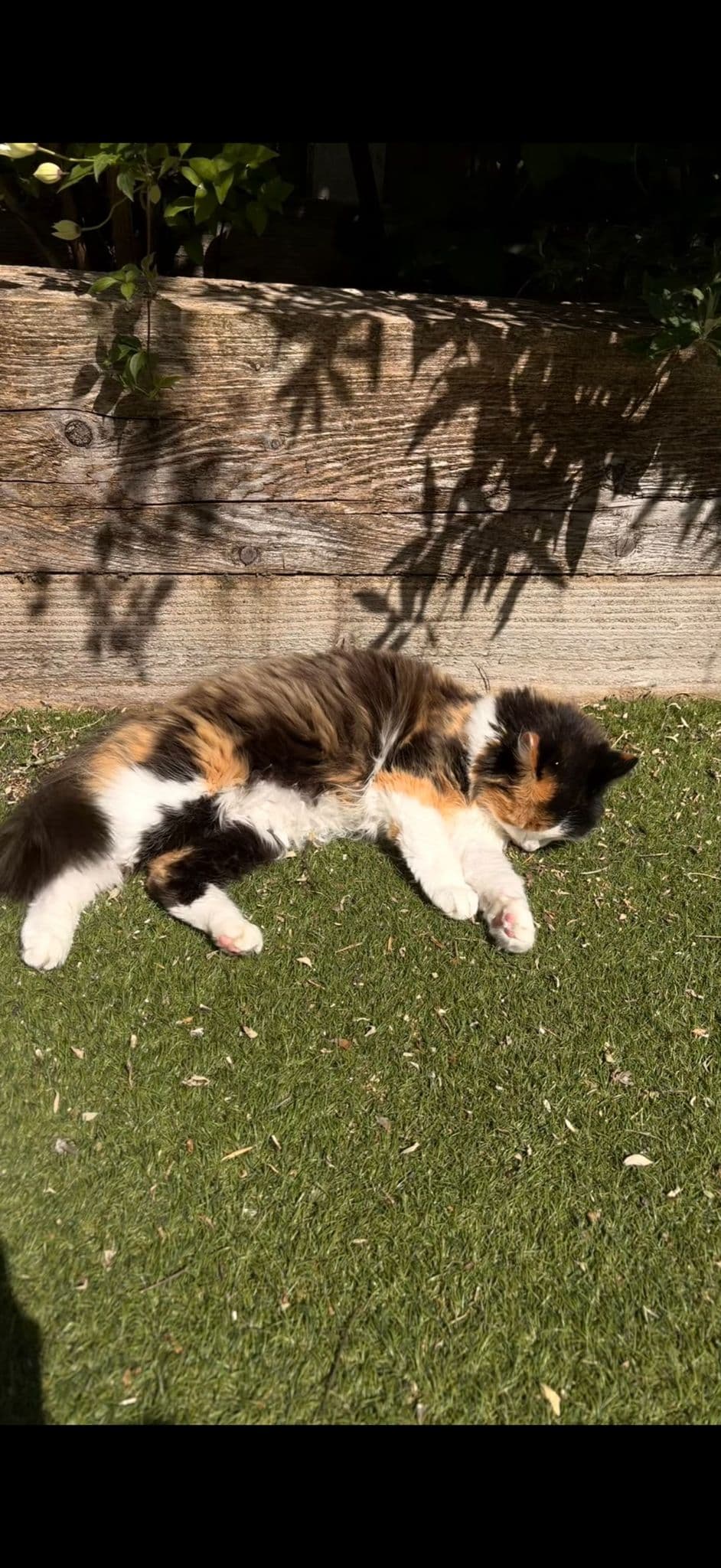 Cat relaxing outside in the sun