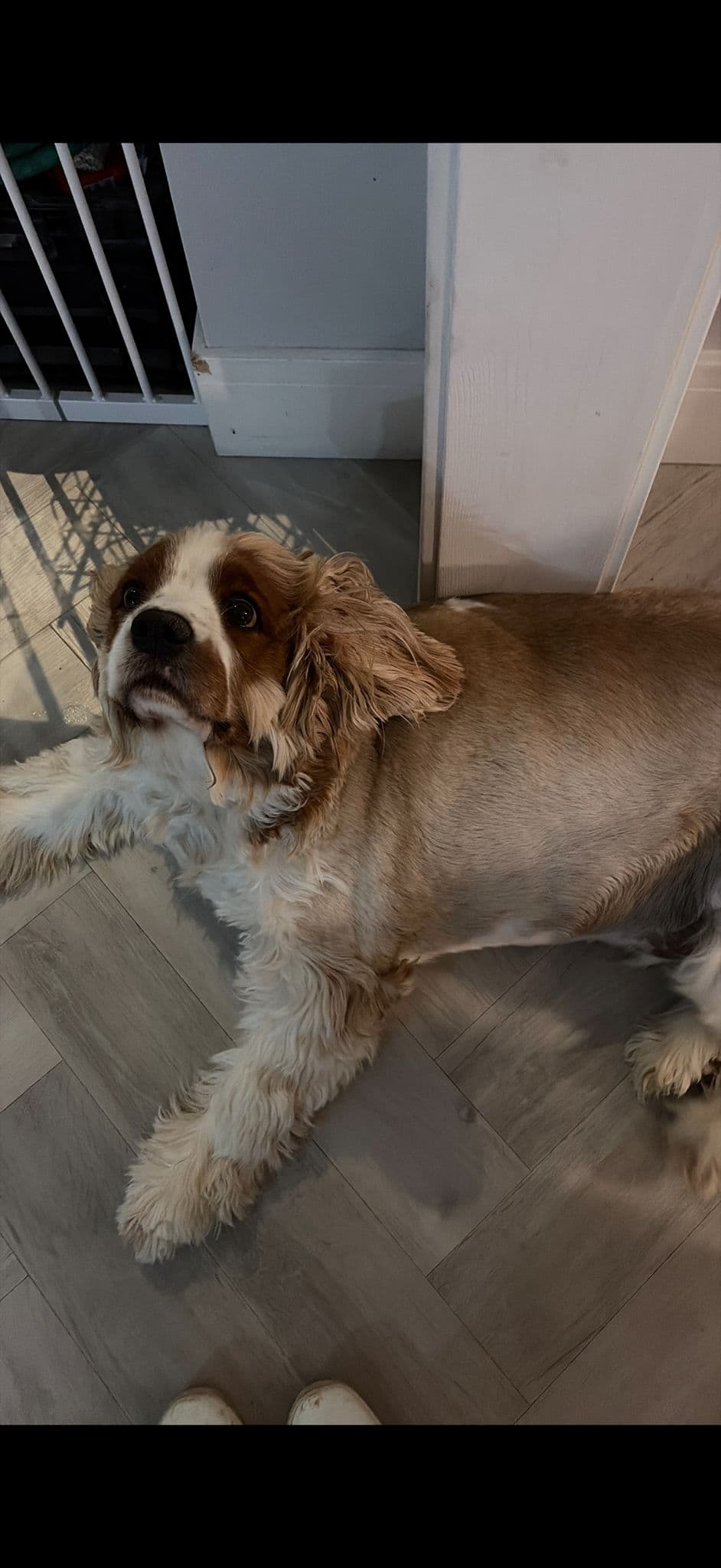 Dog looking up during a home visit