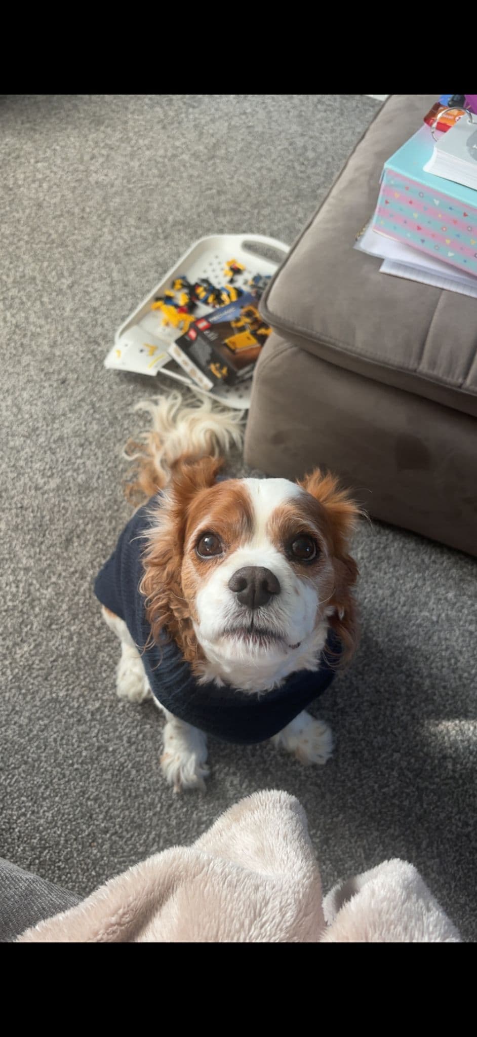 Small dog wearing a jumper indoors