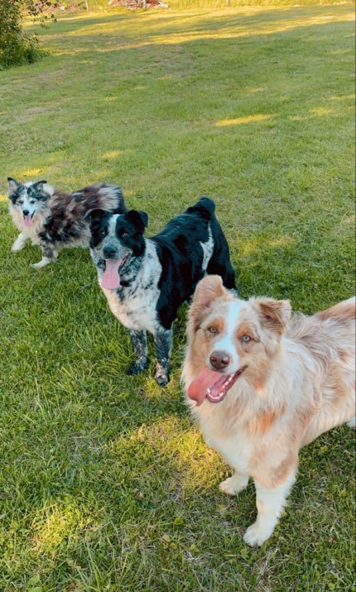 Dogs enjoying time outside during pet care