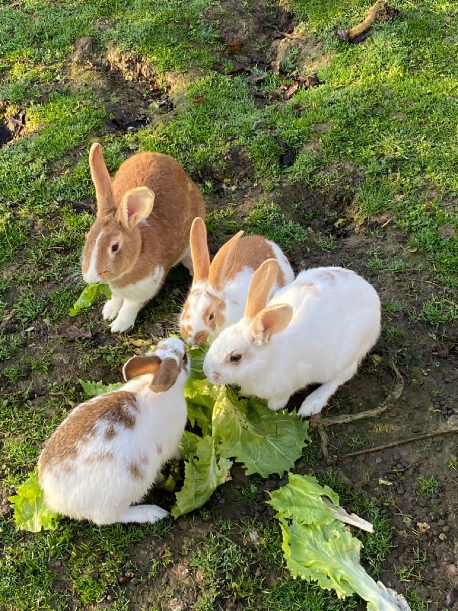 Rabbits eating fresh greens outdoors